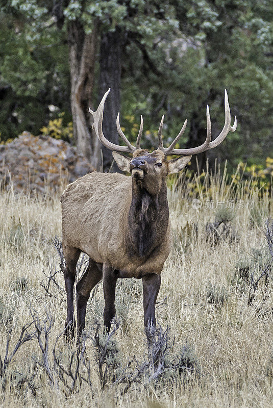 雄性落基山麋鹿(Cervus canadensis nelsoni)是在落基山和黄石国家公园发现的麋鹿的一个亚种。在有鹿角的秋天和发情期。